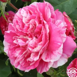 Heirloom Roses Raspberry Cream Twirl™ Clearance