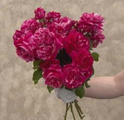 Heirloom Roses Raspberry Cream Twirl™ Clearance