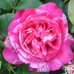Heirloom Roses Raspberry Cream Twirl™ Clearance