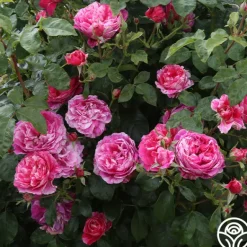 Heirloom Roses Raspberry Cream Twirl™ Clearance