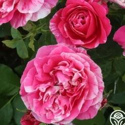 Heirloom Roses Raspberry Cream Twirl™ Clearance