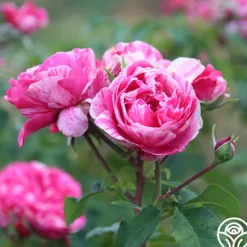 Heirloom Roses Raspberry Cream Twirl™ Clearance
