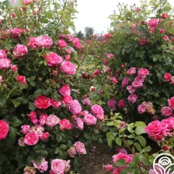 Heirloom Roses Raspberry Cream Twirl™ Clearance