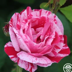 Heirloom Roses Raspberry Cream Twirl™ Clearance