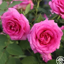 Heirloom Roses Raspberry Cupcake™ Best