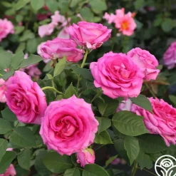 Heirloom Roses Raspberry Cupcake™ Best