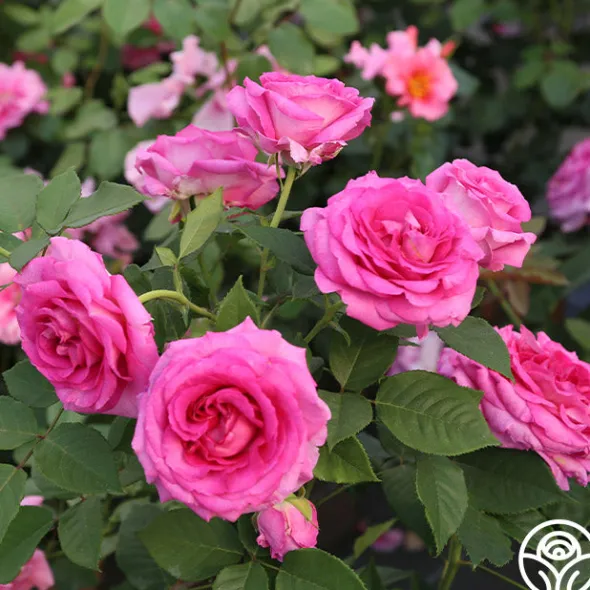 Heirloom Roses Raspberry Cupcake™ Best