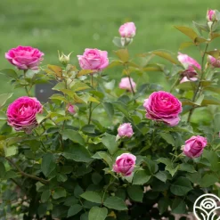 Heirloom Roses Raspberry Cupcake™ Best