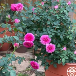 Heirloom Roses Raspberry Cupcake™ Best