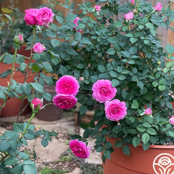 Heirloom Roses Raspberry Cupcake™ Best