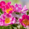 Heirloom Roses Raspberry Ruffles™ Hot