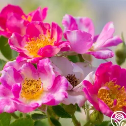 Heirloom Roses Raspberry Ruffles™ Hot