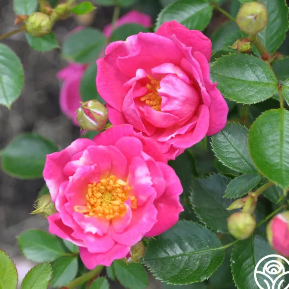 Heirloom Roses Raspberry Ruffles™ Hot