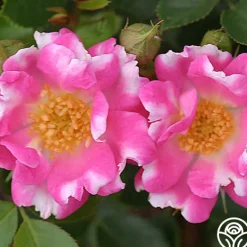 Heirloom Roses Raspberry Ruffles™ Hot