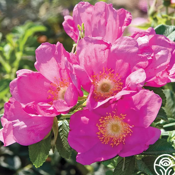 Heirloom Roses Raspberry Rugostar® Sale