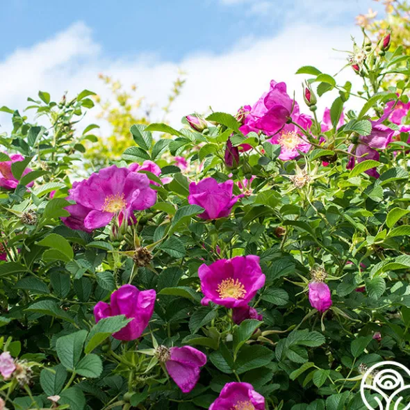 Heirloom Roses Raspberry Rugostar® Sale