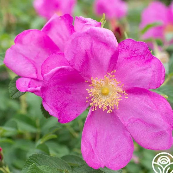 Heirloom Roses Raspberry Rugostar® Sale