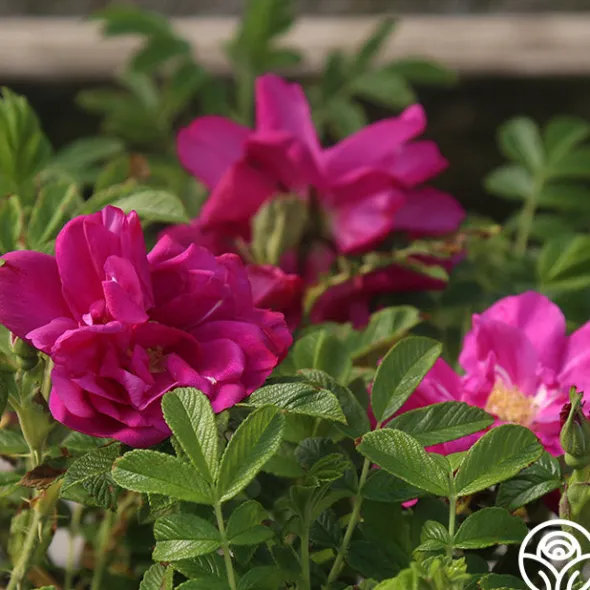 Heirloom Roses Raspberry Rugostar® Sale