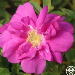 Heirloom Roses Raspberry Rugostar® Sale