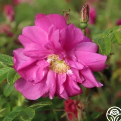 Heirloom Roses Raspberry Rugostar® Sale