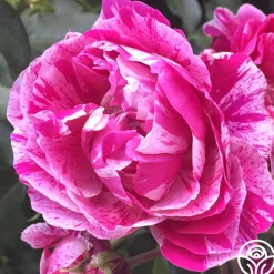 Heirloom Roses Raspberry Stripe Discount