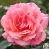 Heirloom Roses Reach for the Skies Online