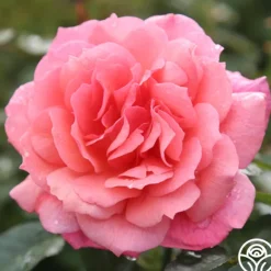 Heirloom Roses Reach for the Skies Online
