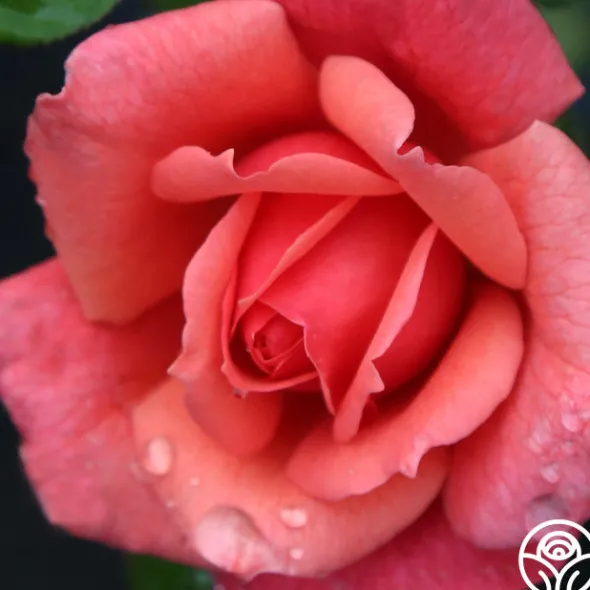 Heirloom Roses Reach for the Skies Online