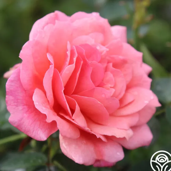 Heirloom Roses Reach for the Skies Online