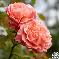 Heirloom Roses Reach for the Skies Online