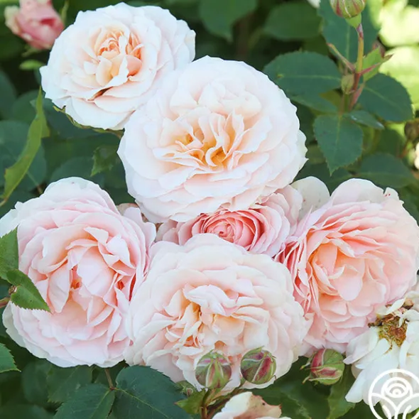Heirloom Roses Rebecca Louise™ Sale