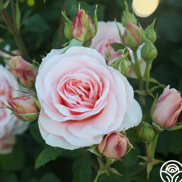 Heirloom Roses Rebecca Louise™ Sale