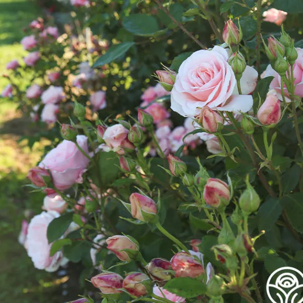 Heirloom Roses Rebecca Louise™ Sale