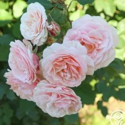 Heirloom Roses Rebecca Louise™ Sale