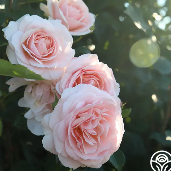Heirloom Roses Rebecca Louise™ Sale