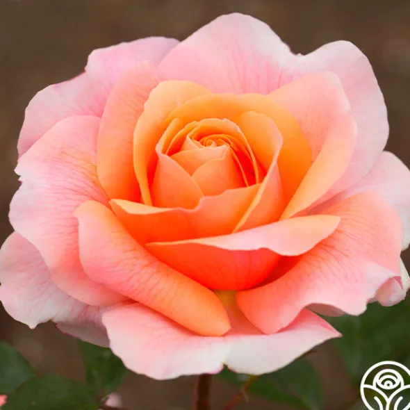 Heirloom Roses Reconciliation™ Hot