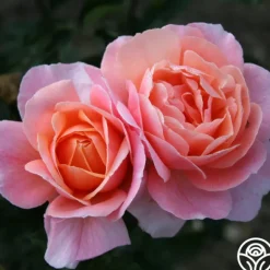 Heirloom Roses Reconciliation™ Hot
