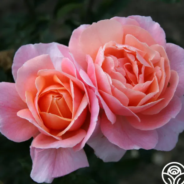 Heirloom Roses Reconciliation™ Hot