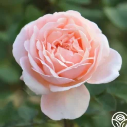 Heirloom Roses Reconciliation™ Hot