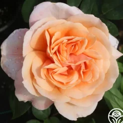 Heirloom Roses Reconciliation™ Hot