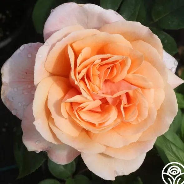 Heirloom Roses Reconciliation™ Hot