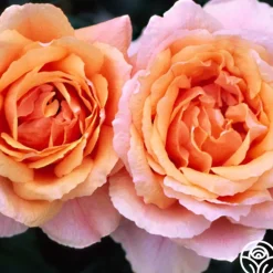 Heirloom Roses Reconciliation™ Hot