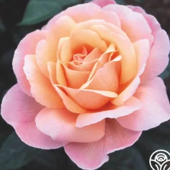 Heirloom Roses Reconciliation™ Hot