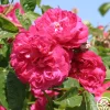 Heirloom Roses Red Blush Hot