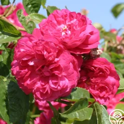 Heirloom Roses Red Blush Hot