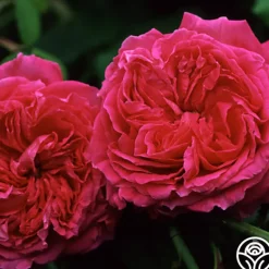 Heirloom Roses Red Blush Hot