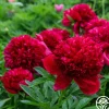 Heirloom Roses Red Charm Sale