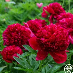 Heirloom Roses Red Charm Sale