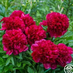 Heirloom Roses Red Charm Sale