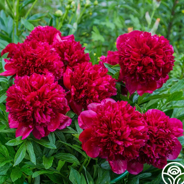 Heirloom Roses Red Charm Sale